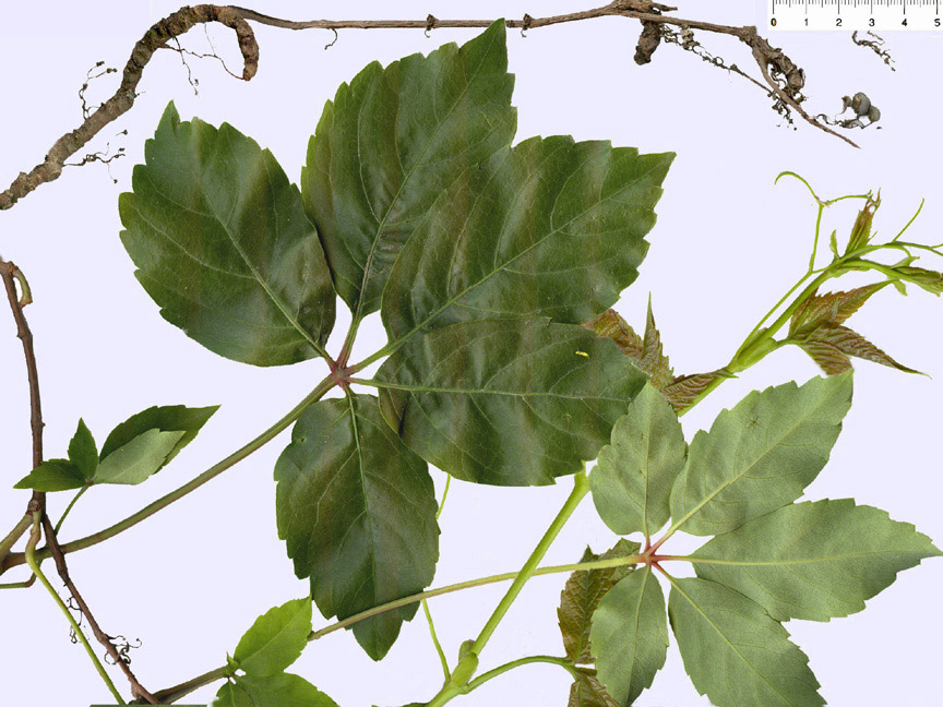 <i>Parthenocissus quinquefolia</i> (L.) Planch.