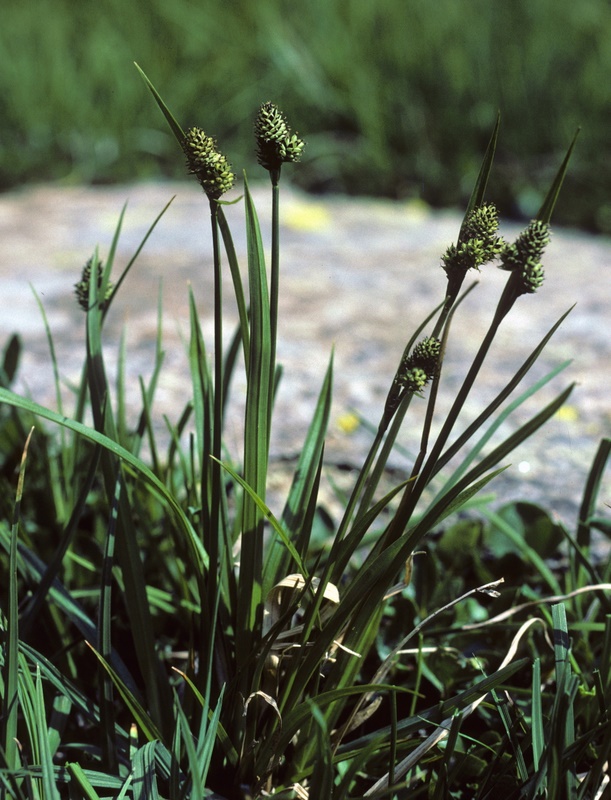 <i>Carex norvegica</i> Retz.