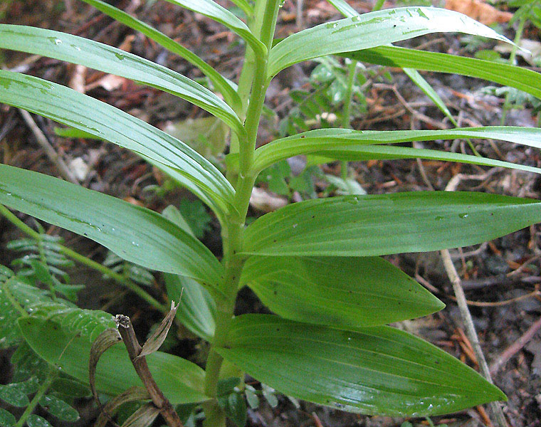 <i>Cephalanthera longifolia</i> (L.) Fritsch