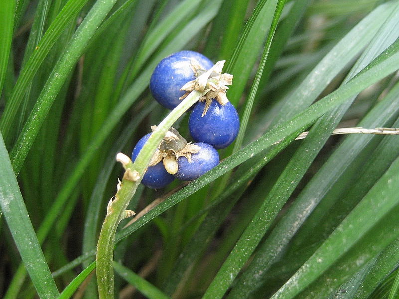 <i>Ophiopogon japonicus</i> (L.f.) Ker Gawl.