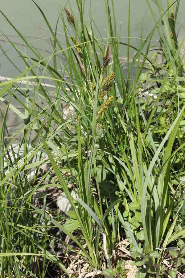 <i>Carex acuta</i> L.