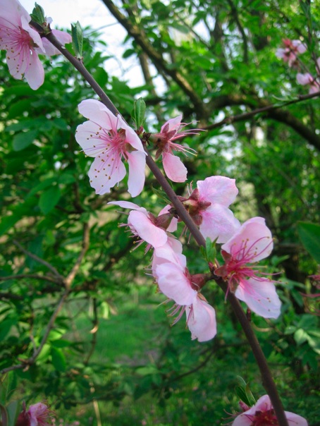 Prunus persica 5.jpg