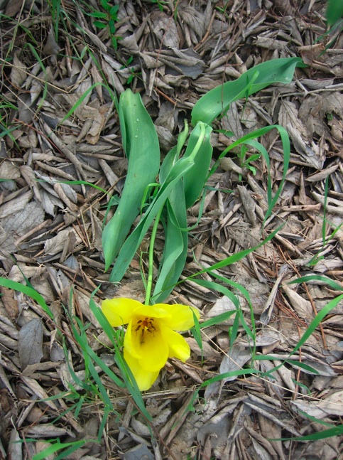 <i>Tulipa gesneriana</i> L. subsp. <i>gesneriana</i>