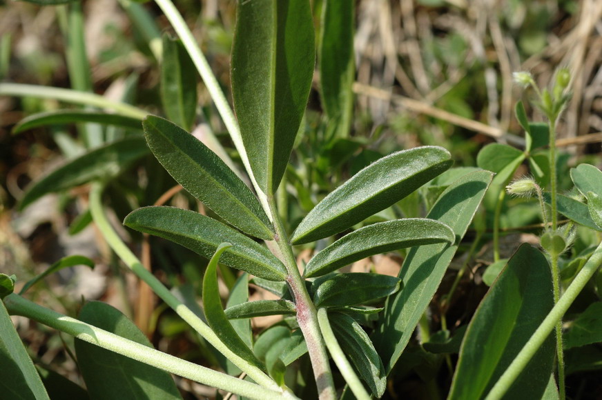 <i>Anthyllis vulneraria</i> L. subsp. <i>weldeniana</i> (Rchb.) Cullen