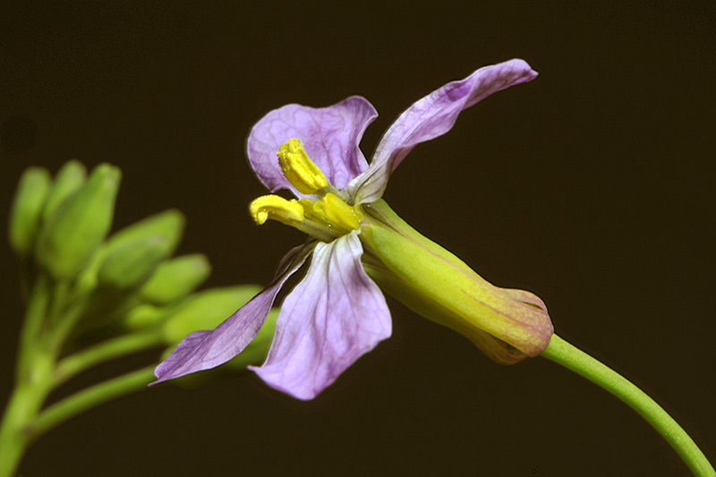 <i>Raphanus raphanistrum</i> L. subsp. <i>sativus</i> (L.) Schmalh.