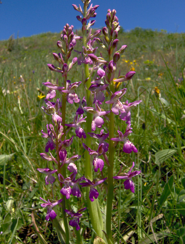 <i>Orchis patens</i> Desf.