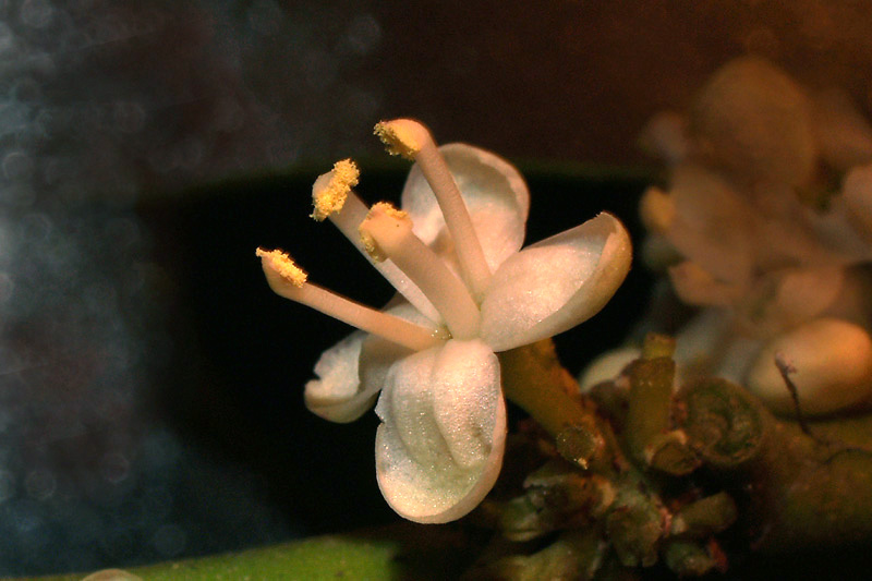 Ilex aquifolium L. fiore maschile4.jpg