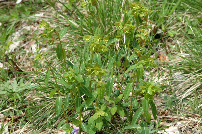 Euphorbia dulcis L._2.jpg