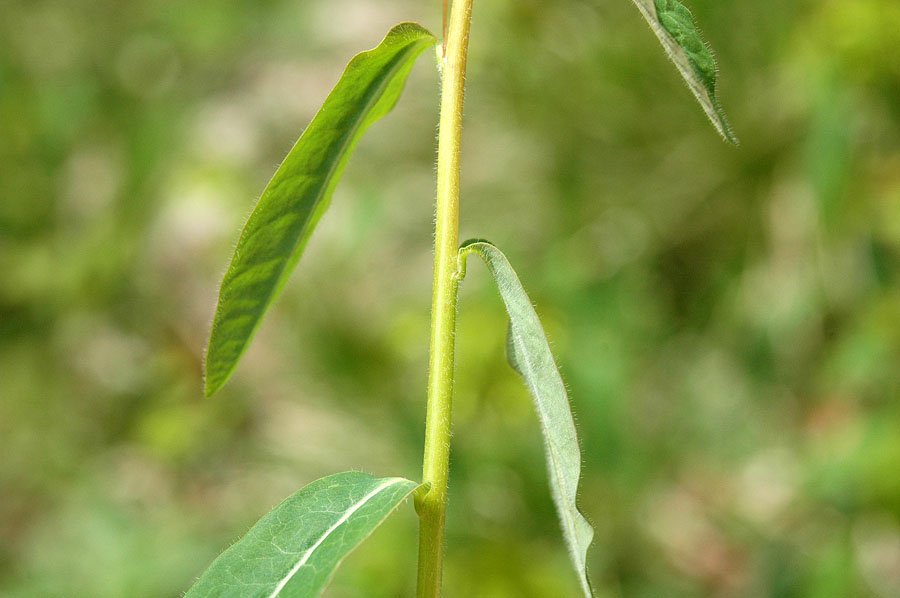 Euphorbia dulcis L._4.jpg
