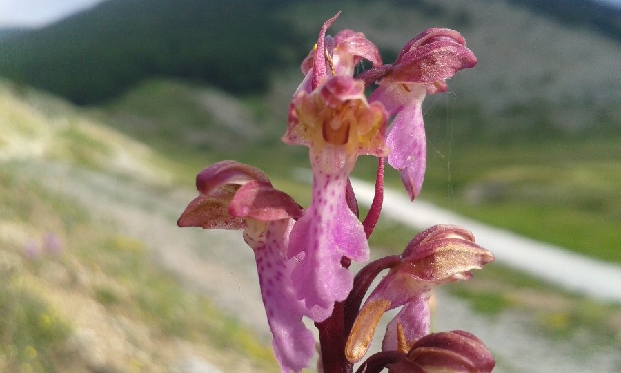 Orchis spitzelii Saut. ex W.D.J. Koch (a).jpg