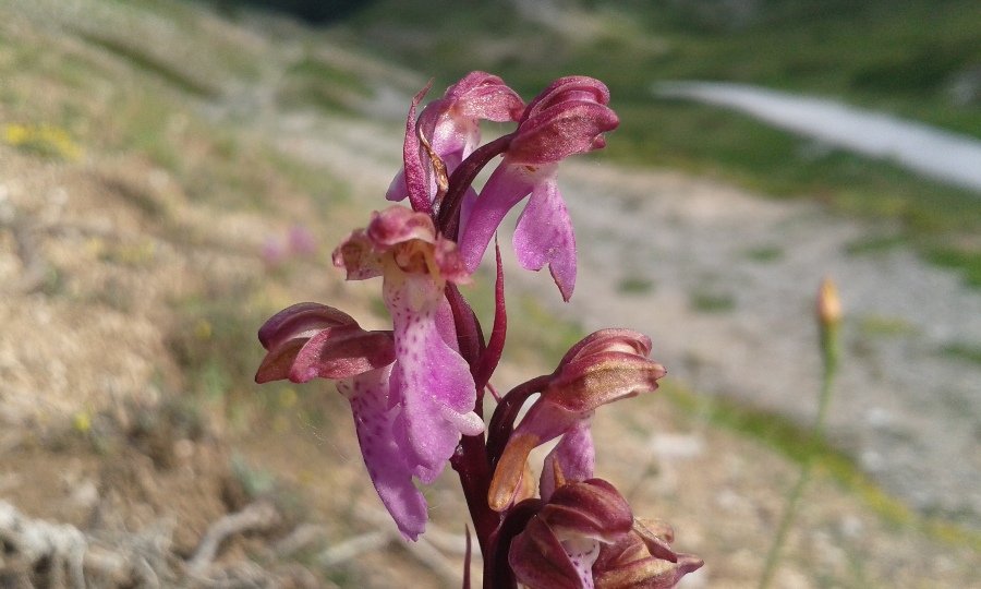 Orchis spitzelii Saut. ex W.D.J. Koch (b).jpg