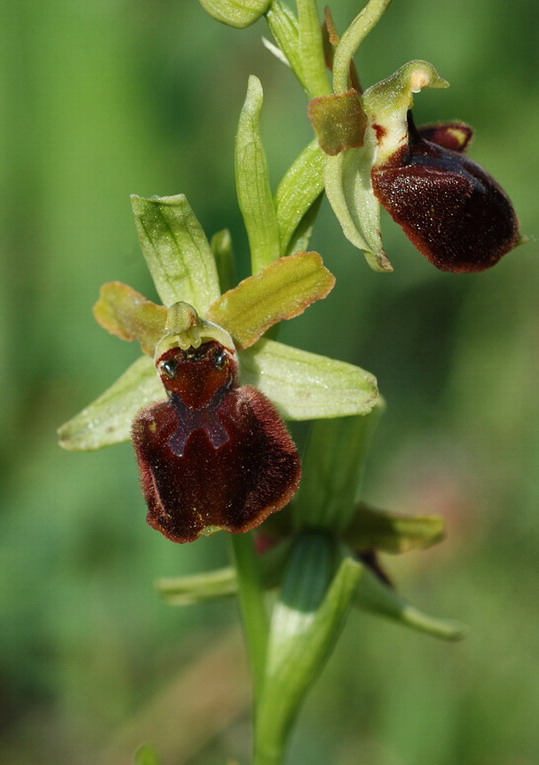 <i>Ophrys sphegodes</i> Mill.