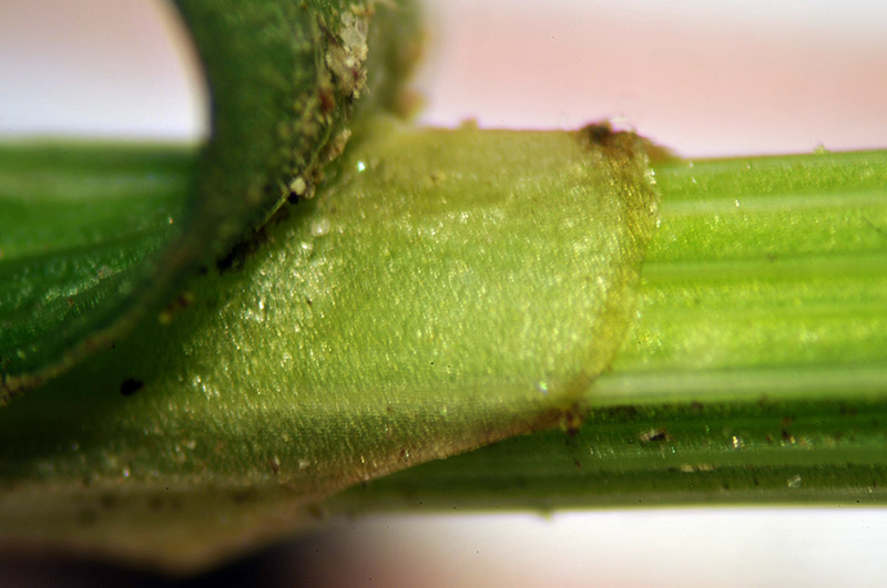 <i>Carex brizoides</i> L.