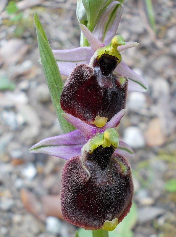 <i>Ophrys chestermanii</i> (J.J.Wood) Gölz & H.R.Reinhard