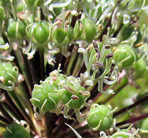 <i>Allium cyrilli</i> Ten.