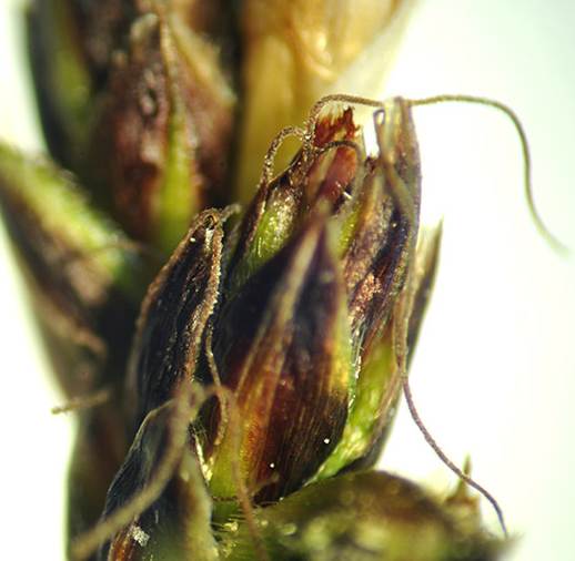 <i>Carex pilulifera</i> L. subsp. <i>pilulifera</i>
