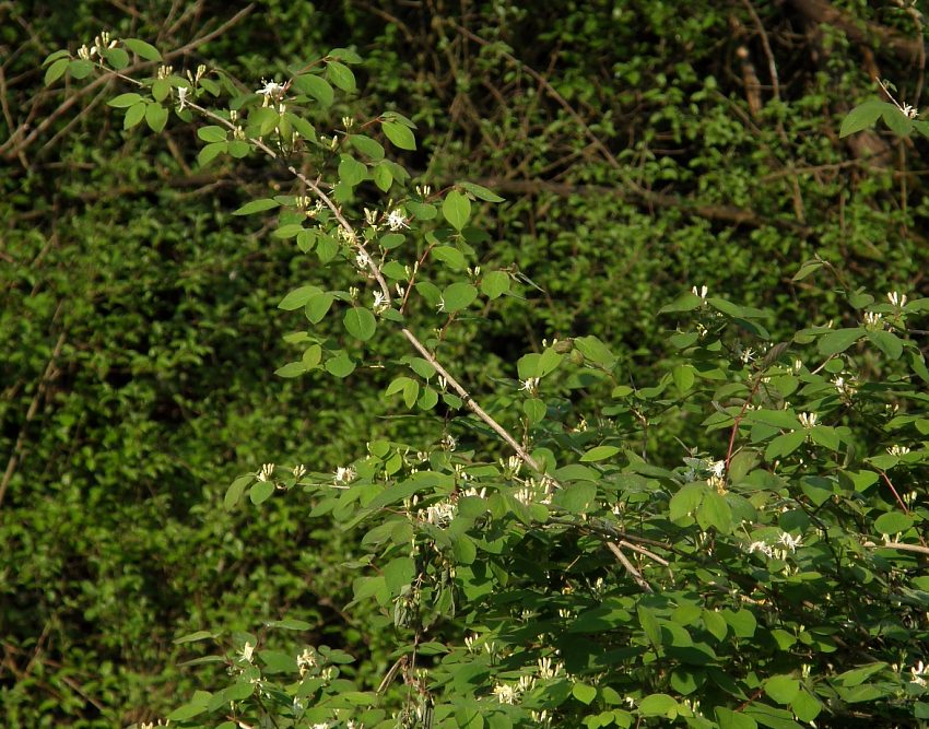 <i>Lonicera xylosteum</i> L.