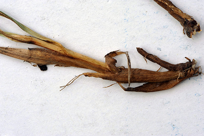 <i>Carex oedipostyla</i> Duval-Jouve