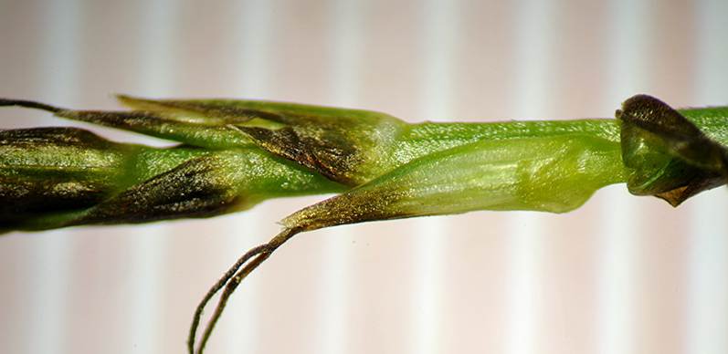 <i>Carex dioica</i> L.