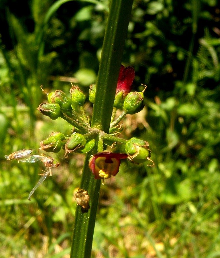 <i>Scrophularia umbrosa</i> Dumort. subsp. <i>umbrosa</i>