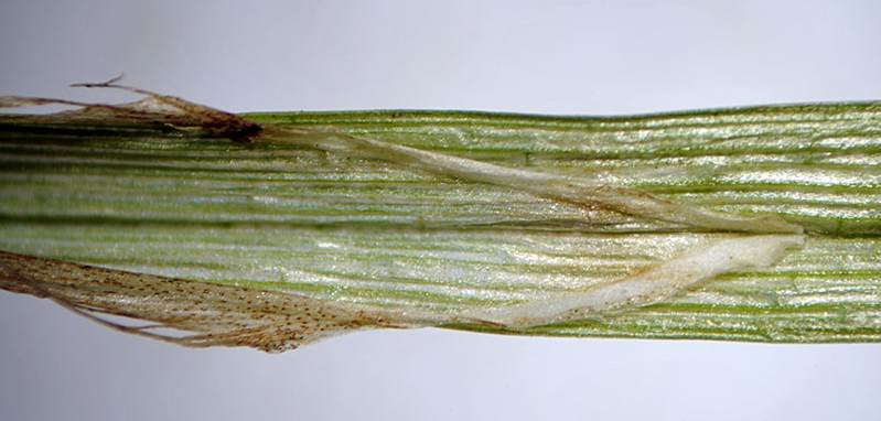<i>Carex hartmaniorum</i> A.Cajander