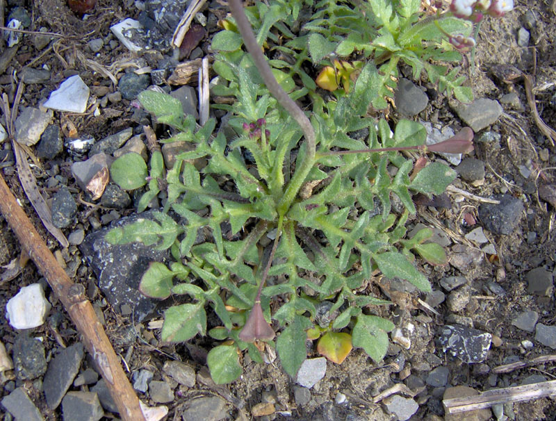 <i>Capsella rubella</i> Reut.