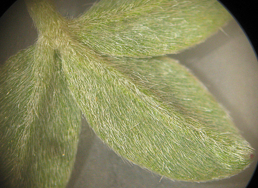 <i>Argyrolobium zanonii</i> (Turra) P.W.Ball subsp. <i>zanonii</i>