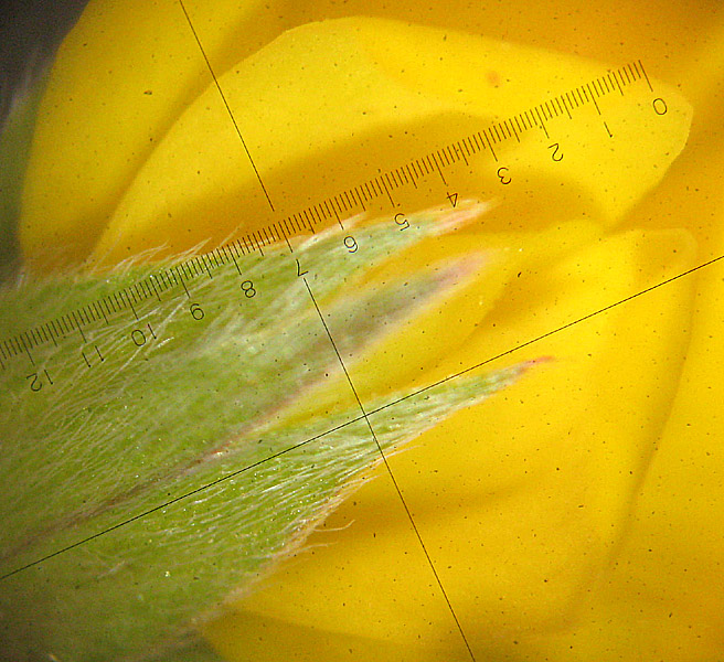 <i>Argyrolobium zanonii</i> (Turra) P.W.Ball subsp. <i>zanonii</i>
