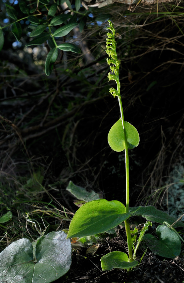 <i>Gennaria diphylla</i> (Link) Parl.