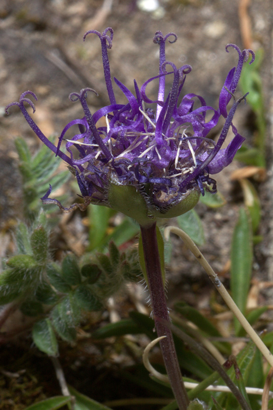 <i>Phyteuma globulariifolium</i> Sternb. & Hoppe subsp. <i>pedemontanum</i> (Rich.Schulz) Bech. ex Greuter, Burdet & G.Long