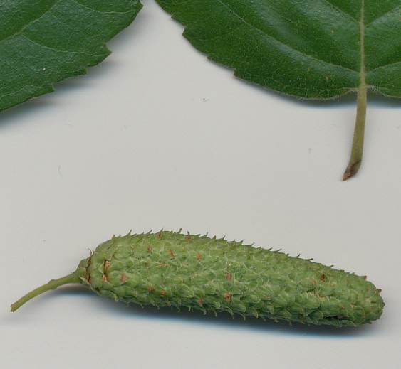 <i>Betula pubescens</i> Ehrh.