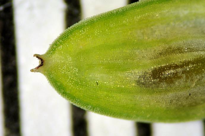 <i>Carex buxbaumii</i> Wahlenb.