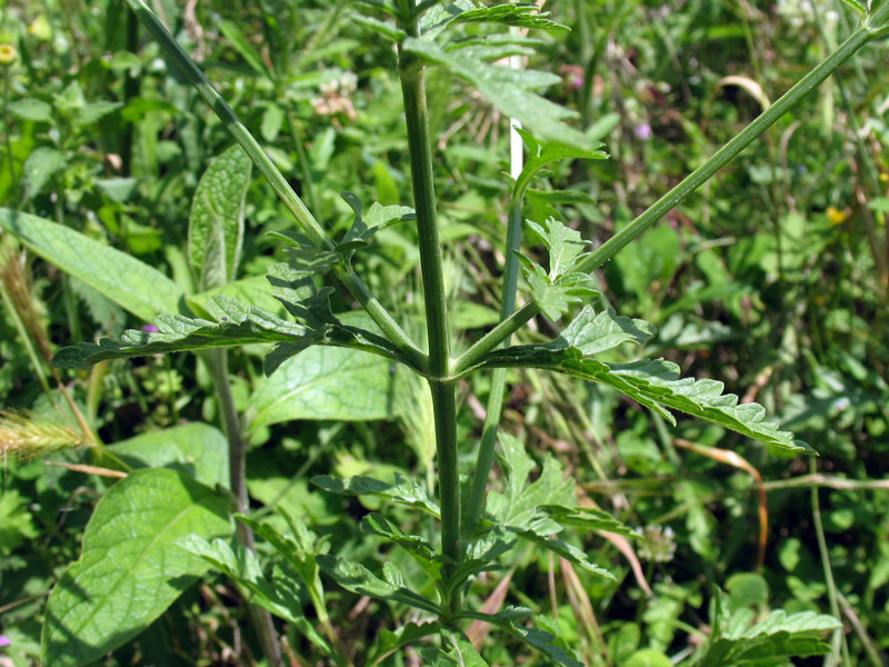 <i>Verbena officinalis</i> L.