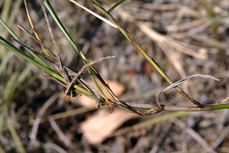 <i>Carex chordorrhiza</i> L.f.