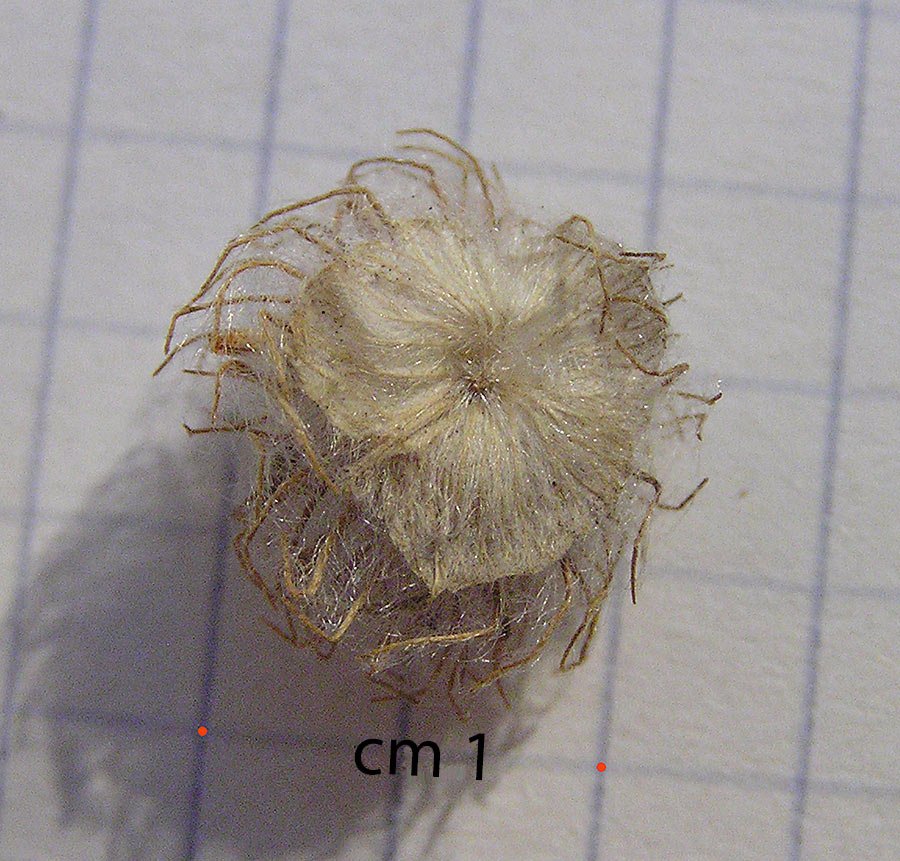 <i>Trifolium cherleri</i> L.