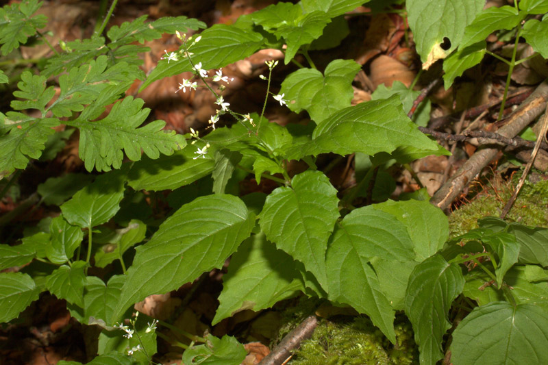 <i>Circaea alpina</i> L. subsp. <i>alpina</i>