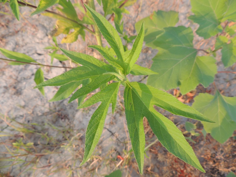 <i>Ambrosia trifida</i> L.
