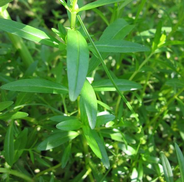 <i>Rotala ramosior</i> (L.) Koehne