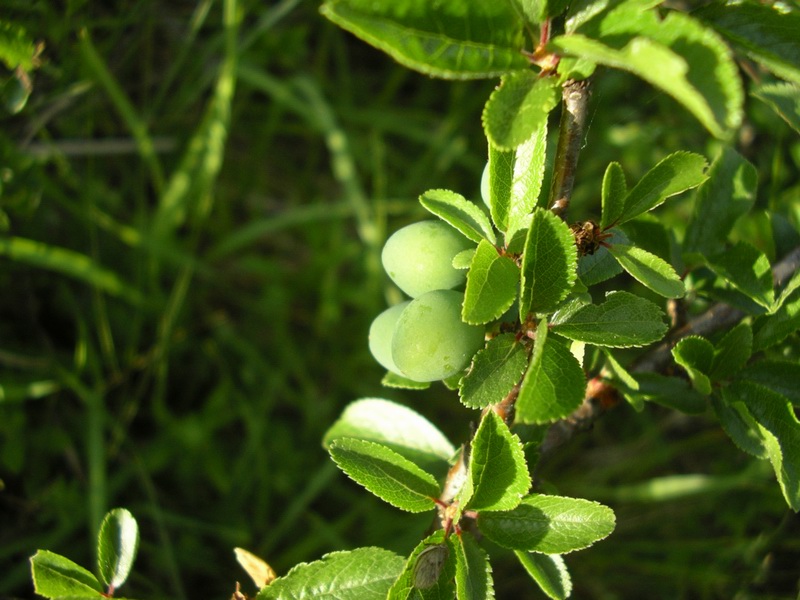 <i>Prunus spinosa</i> L. subsp. <i>spinosa</i>