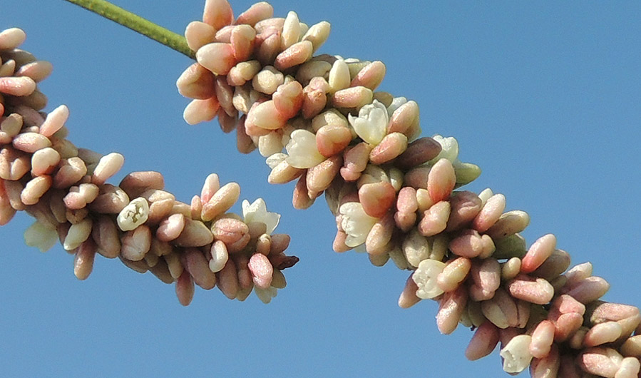 <i>Persicaria lapathifolia</i> (L.) Delarbre
