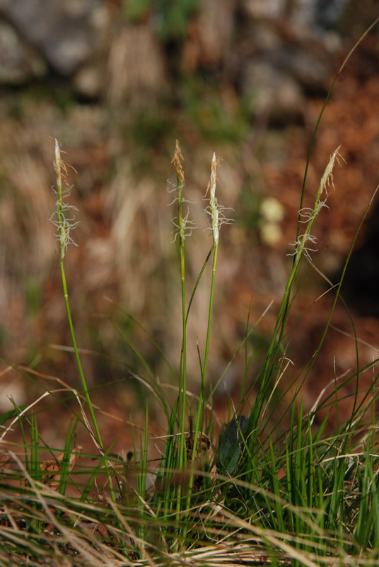 <i>Carex alba</i> Scop.