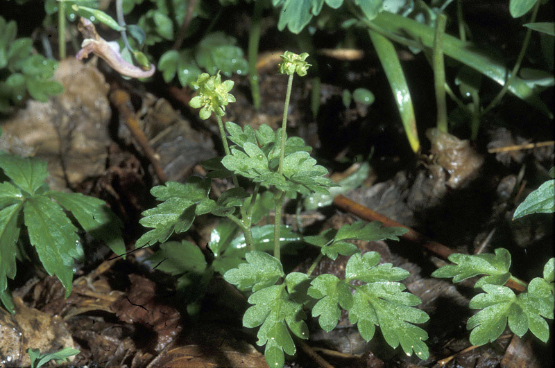 <i>Adoxa moschatellina</i> L. subsp. <i>moschatellina</i>