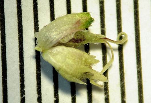 <i>Ambrosia psilostachya</i> DC.
