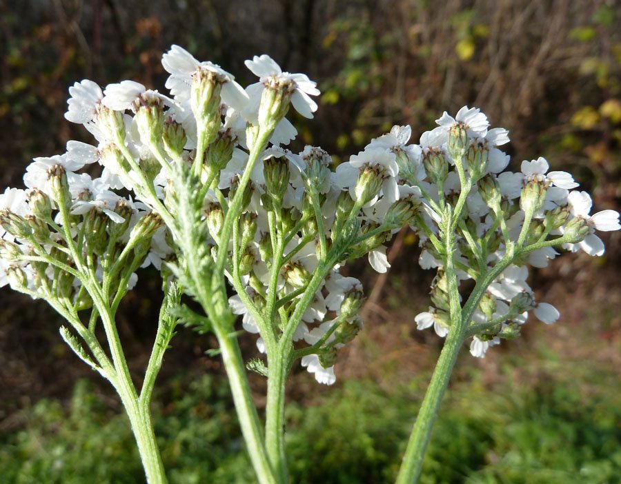 <i>Achillea millefolium</i> L.