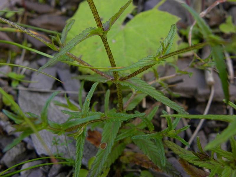 <i>Rhinanthus glacialis</i> Personnat subsp. <i>glacialis</i>