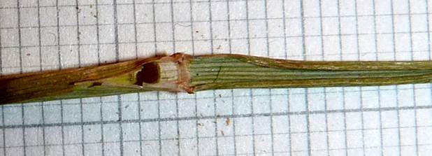 <i>Helictotrichon sedenense</i> (Clarion ex DC.) Holub subsp. <i>sedenense</i>