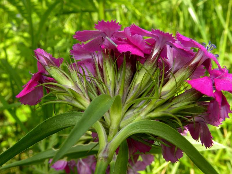 <i>Dianthus barbatus</i> L. subsp. <i>barbatus</i>