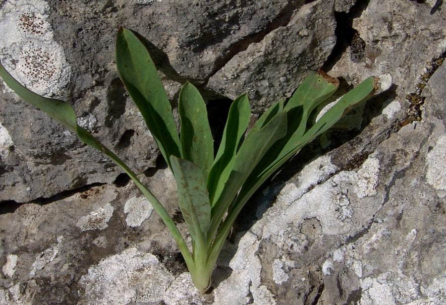 <i>Hieracium bupleuroides</i> C.C.Gmel.