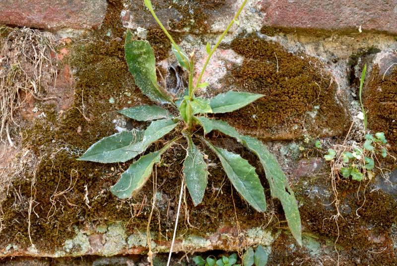 <i>Hieracium australe</i> Fr. subsp. <i>australe</i>
