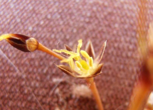 <i>Luzula pilosa</i> (L.) Willd.